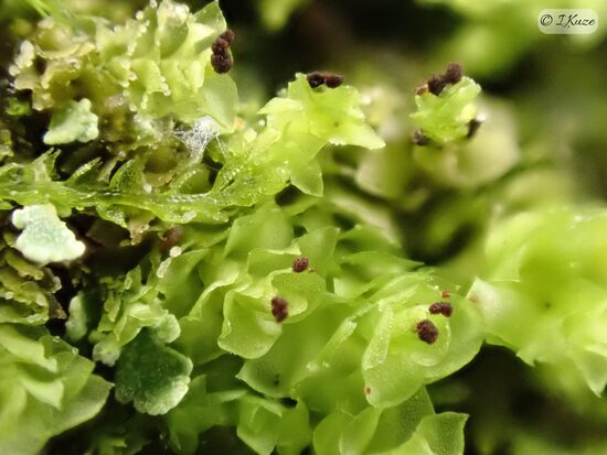 Scapania apiculata